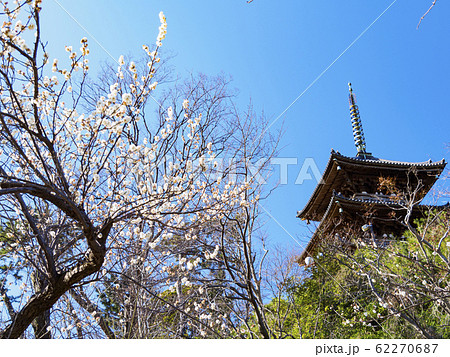 三渓園（梅） 62270687