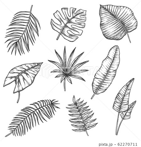Sketch Tropical Leaves Jungle Monstera Palm Leafのイラスト素材