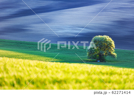 Abstract rural landscape with field and tree 62271414