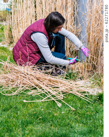 Woman cutting ornamental grass in the garden Woman cutting ornamental grass in the garden 62271780