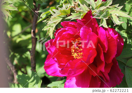 島大臣・ボタンの花 島大臣・ボタンの花 62272221