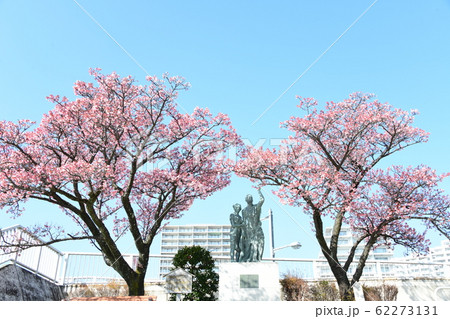 熱海桜　満開 62273131