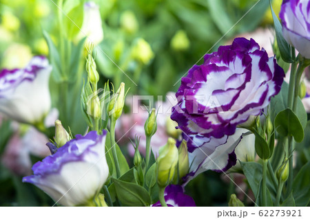 The background image of the colorful flowers 62273921