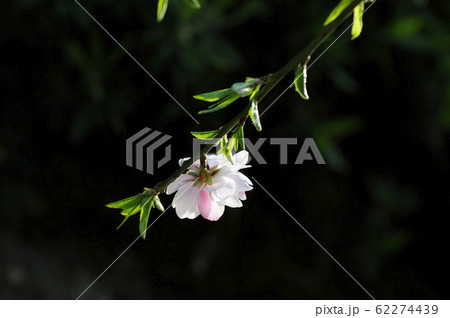 白とピンクの花びら 62274439