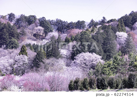 春の大柿花山 62274514