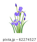 菖蒲 62274527