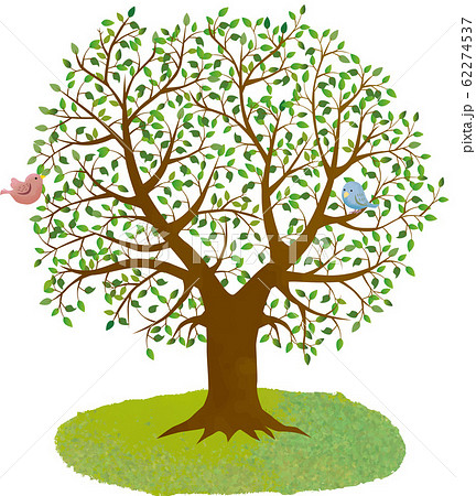 大木 自然 木 樹木 大木 木々 枝 緑 葉っぱ 新緑 深緑 小鳥のイラスト素材