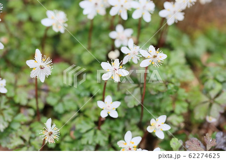 バイカオウレンの花 バイカオウレンの花 62274625