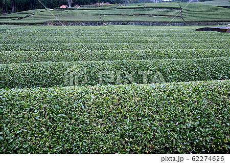 お茶畑 お茶畑 62274626
