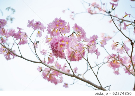 Tabebuia Tree, Pink Poui, Rosy Trumpet tree 62274850