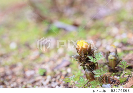 フクジュソウの花 フクジュソウの花 62274868