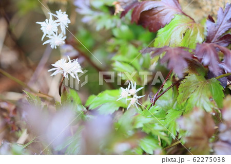 セリバオウレンの花 セリバオウレンの花 62275038