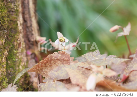 ユキワリイチゲの花 62275042