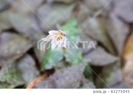 ユキワリイチゲの花 ユキワリイチゲの花 62275045