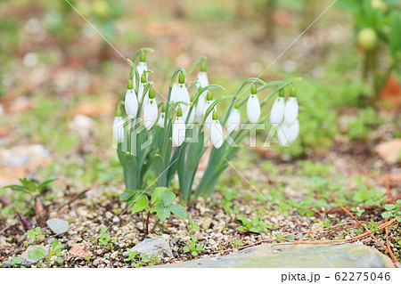 スノードロップの花 スノードロップの花 62275046