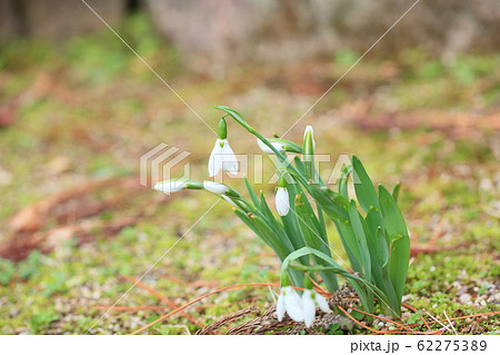 スノードロップの花 62275389