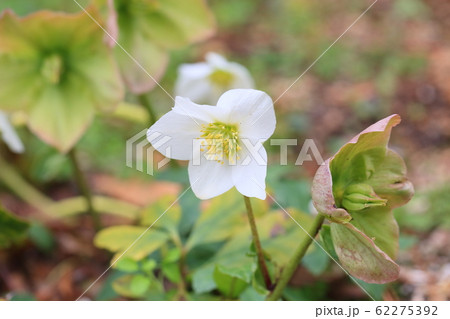 クリスマスローズの花 62275392