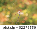 長野のトンボと紅葉 62276559
