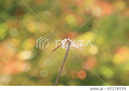 長野のトンボと紅葉 62276559