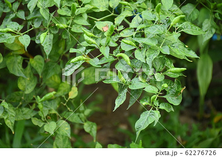 chilli peppers plant in organic garden. 62276726