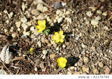 キバナセツブンソウ（黄花節分草）咲き始め 62276780
