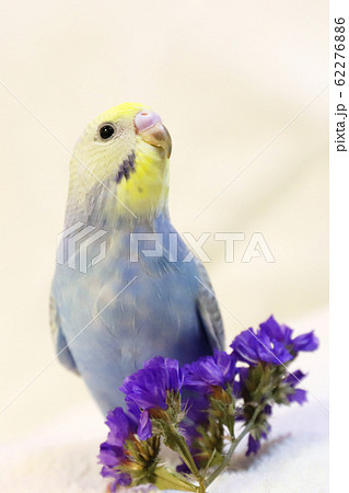 セキセインコ かわいい パステルレインボー 手乗りの写真素材