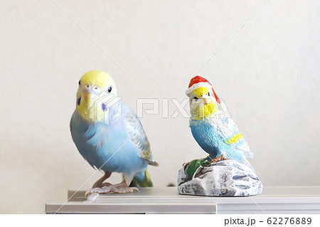 セキセインコ かわいい パステルレインボー 手乗りの写真素材