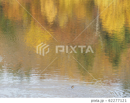 池に映りこんだ紅葉とカモ　１羽 62277121