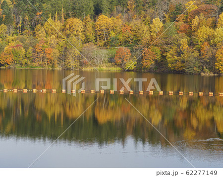 紅葉の木々と栗山ダム　映り込む木々　半々 62277149