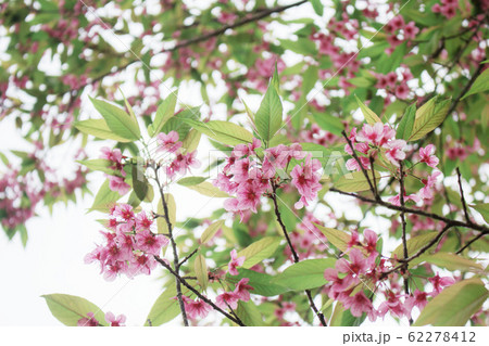 Sakura flower with beautiful at sky. Sakura flower with beautiful at sky. 62278412