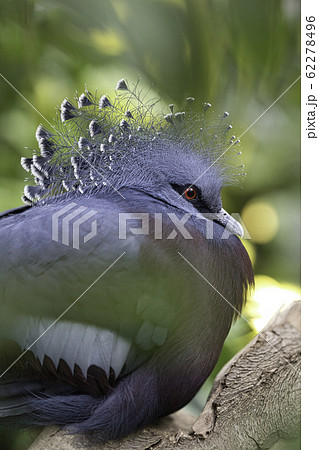 オウギバト 62278496