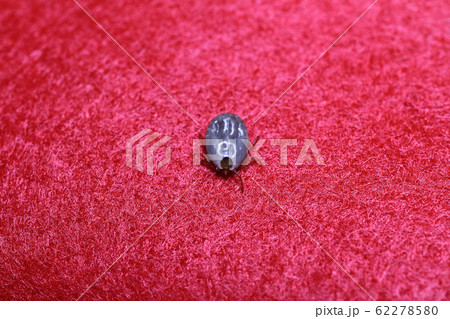 マダニ(フタトゲチマダニ) マダニ(フタトゲチマダニ) 62278580