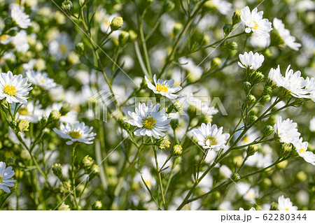 Daisies are blooming in bright sunlight. 62280344