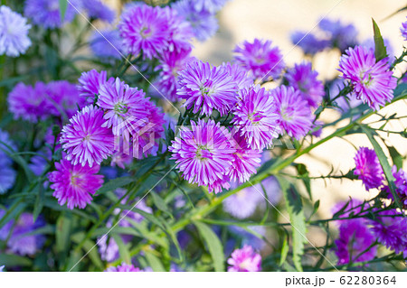 Chrysanthemum pink flower 62280364