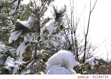 松に積もった雪 62280739