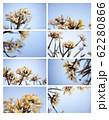 Design cards with frangipani flowers 62280866