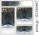 Set of business cards design with peacock 62280867