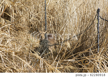 防護ネットに絡まった鹿 防護ネットに絡まった鹿 62280918