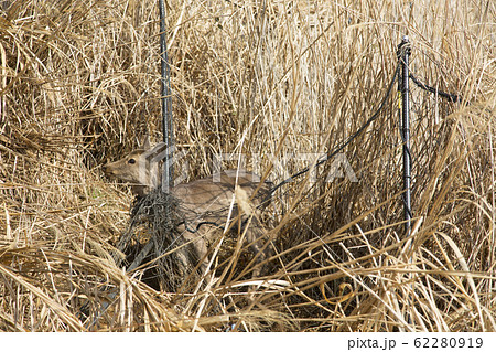 防護ネットに絡まった鹿 防護ネットに絡まった鹿 62280919