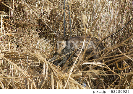 防護ネットに絡まった鹿 防護ネットに絡まった鹿 62280922