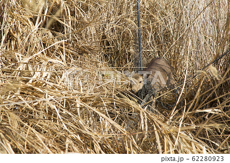 防護ネットに絡まった鹿 防護ネットに絡まった鹿 62280923