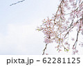 桜 62281125