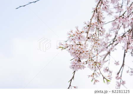 桜 62281125