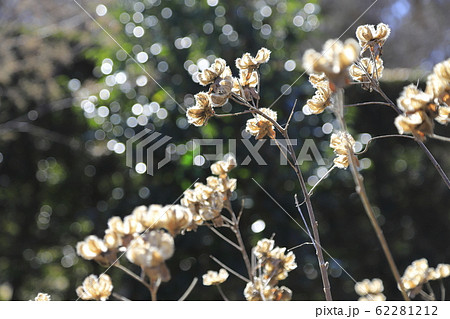 芙蓉(フヨウ)の実 蒴花(さくか) 芙蓉(フヨウ)の実 蒴花(さくか) 62281212