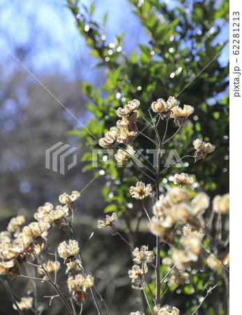 芙蓉(フヨウ)の実 蒴花(さくか) 芙蓉(フヨウ)の実 蒴花(さくか) 62281213