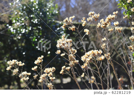芙蓉(フヨウ)の実 蒴花(さくか) 芙蓉(フヨウ)の実 蒴花(さくか) 62281219