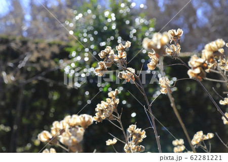 芙蓉(フヨウ)の実 蒴花(さくか) 芙蓉(フヨウ)の実 蒴花(さくか) 62281221