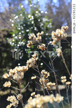 芙蓉(フヨウ)の実 蒴花(さくか) 芙蓉(フヨウ)の実 蒴花(さくか) 62281222