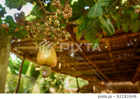 Cashew nuts or Anacardium occidentale grow on tree Cashew nuts or Anacardium occidentale grow on tree 62281649