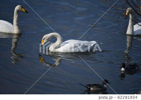 白菜を食べているオオハクチョウの成鳥。日本、千葉県。2020年2月 白菜を食べているオオハクチョウの成鳥。日本、千葉県。2020年2月 62281934